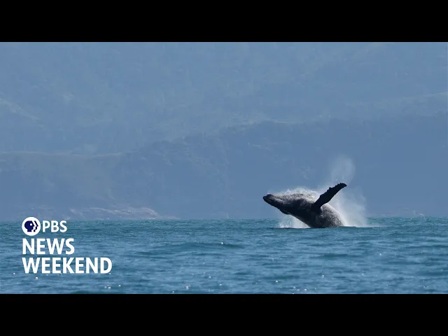 Scientists track humpback whale migration with an assist from AI technology