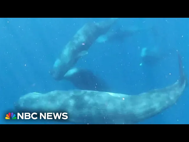 Harvard researchers study how to communicate with whales